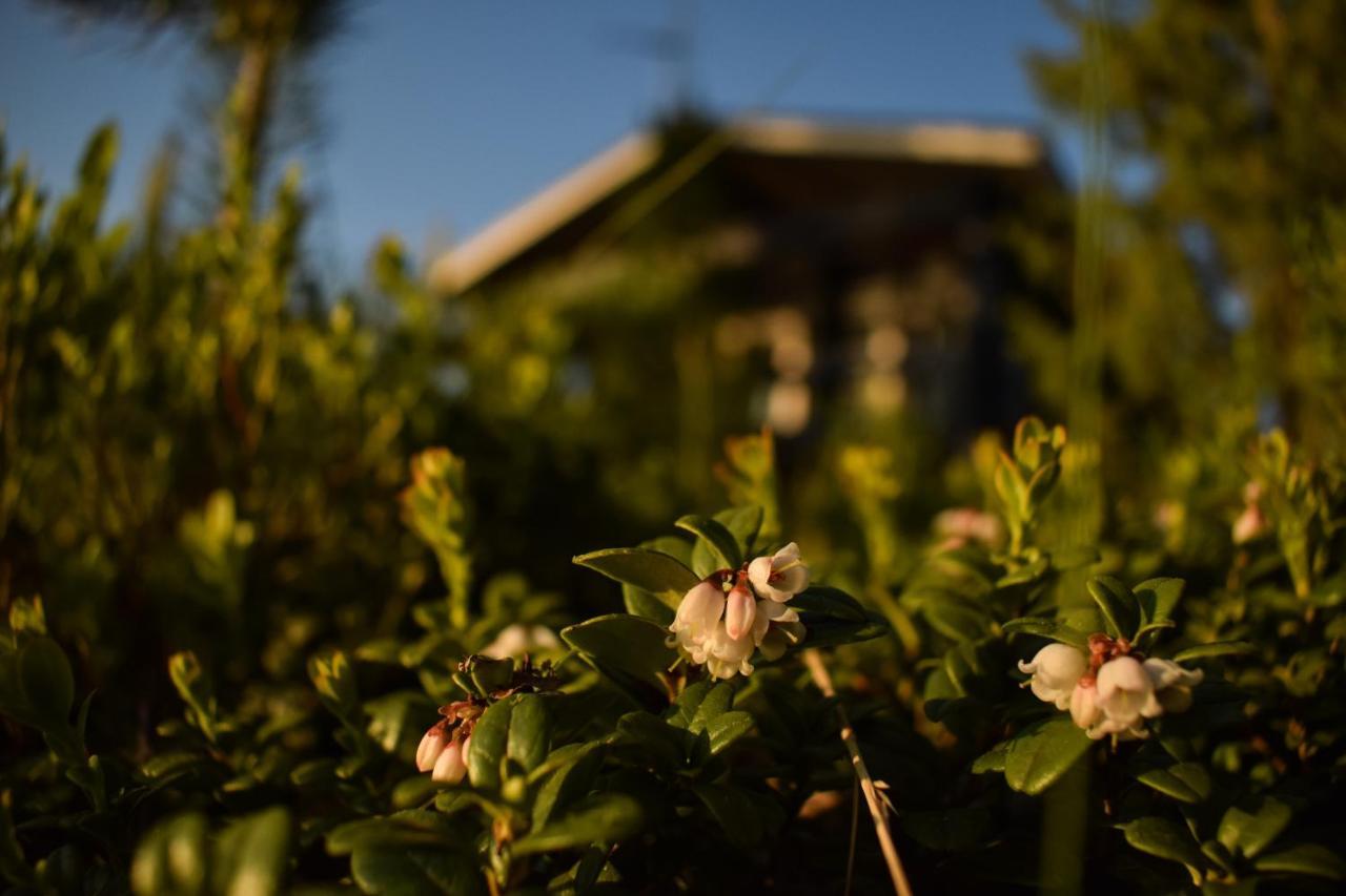Loma-Autio Apaja Villa Puumala Buitenkant foto